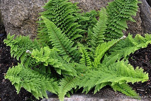 Polystichum setiferum Plumosum densum